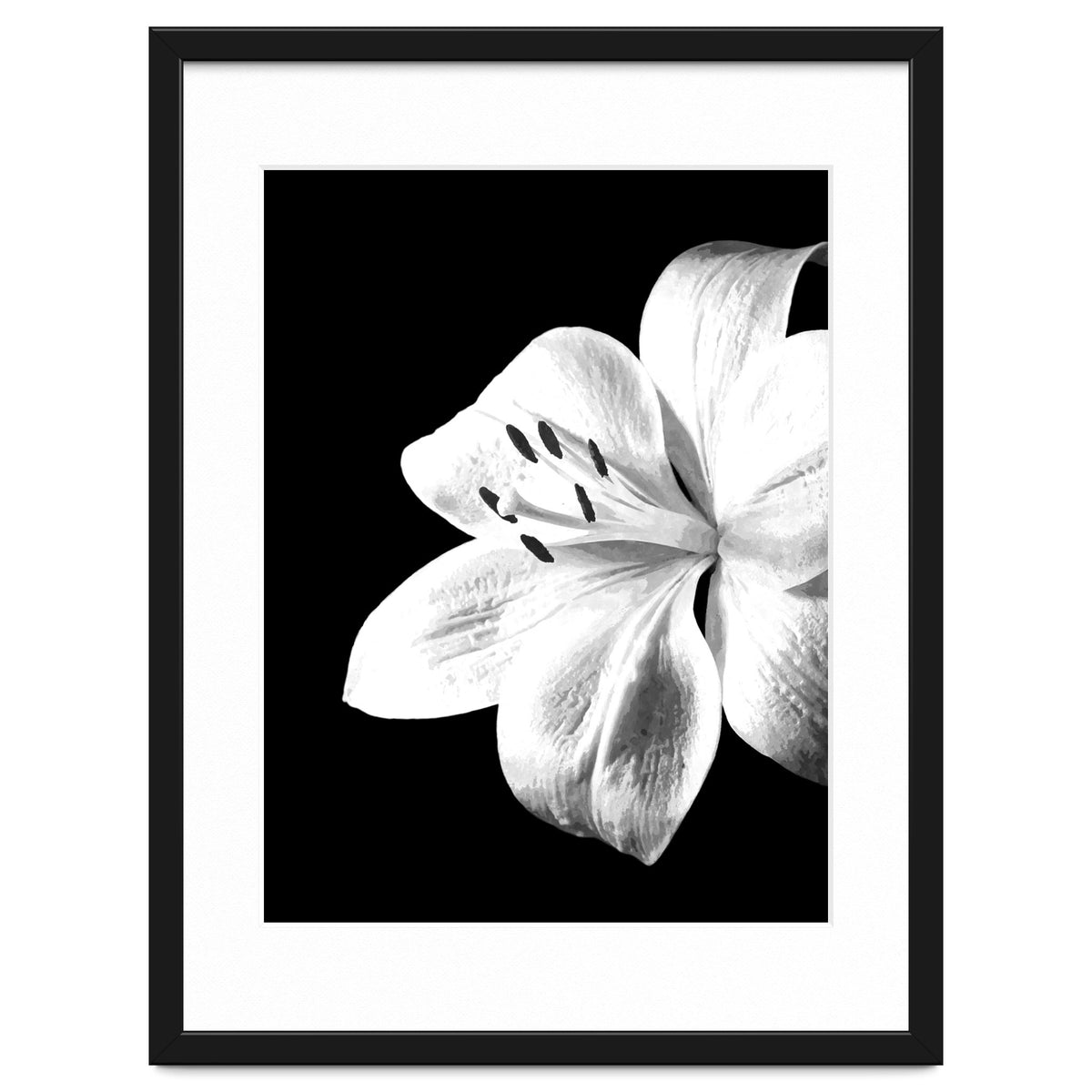 White Lily Black Background
