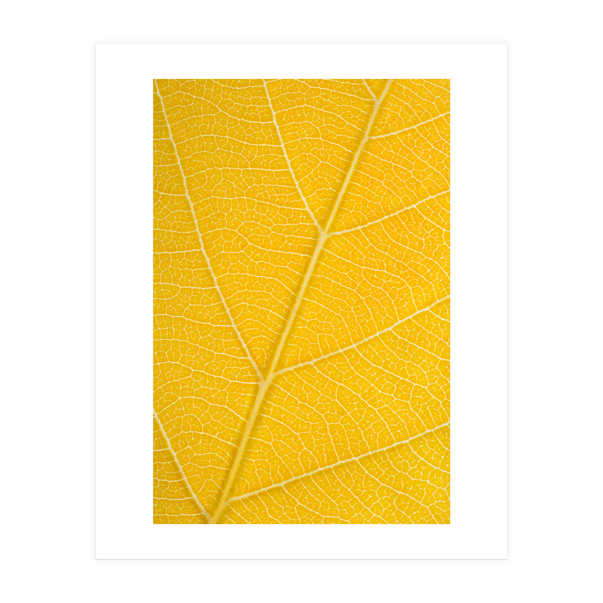 Autumn Leaf (Print Only)