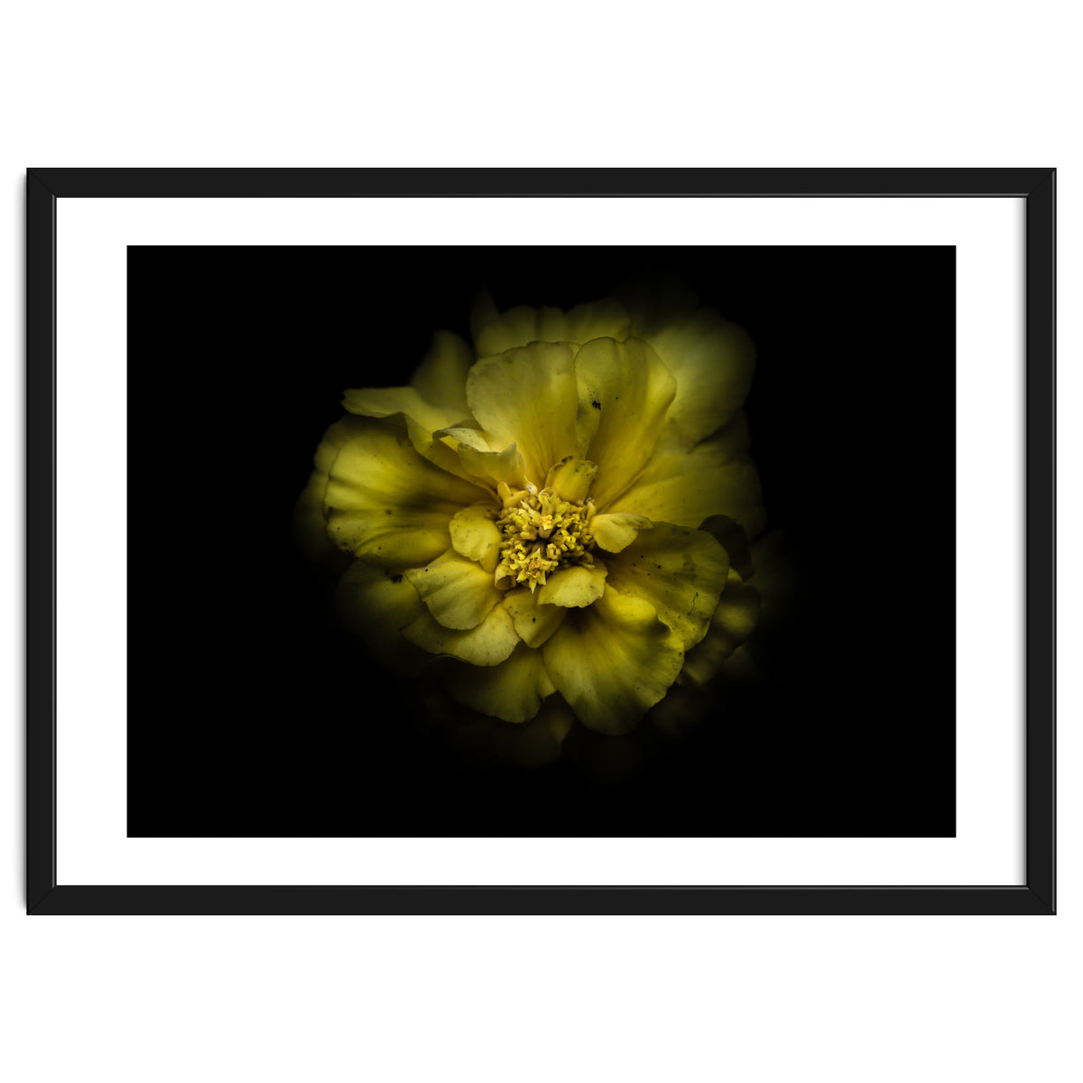 Backyard Flowers No 41 Color Version