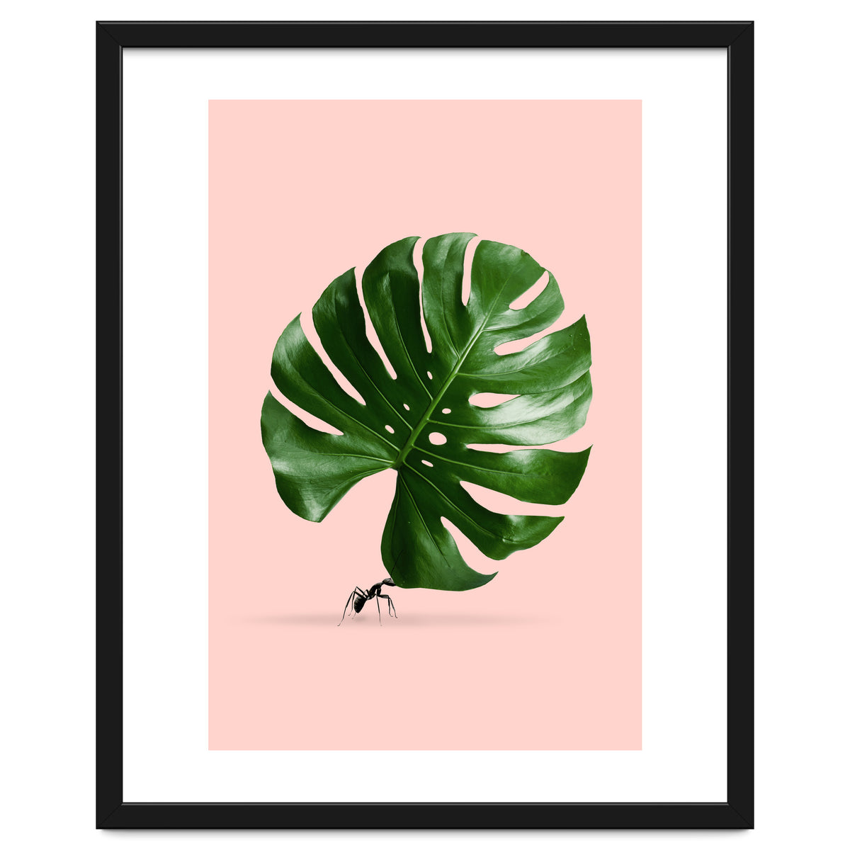 Monstera Ant