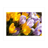 Spring (Print Only) thumbnail