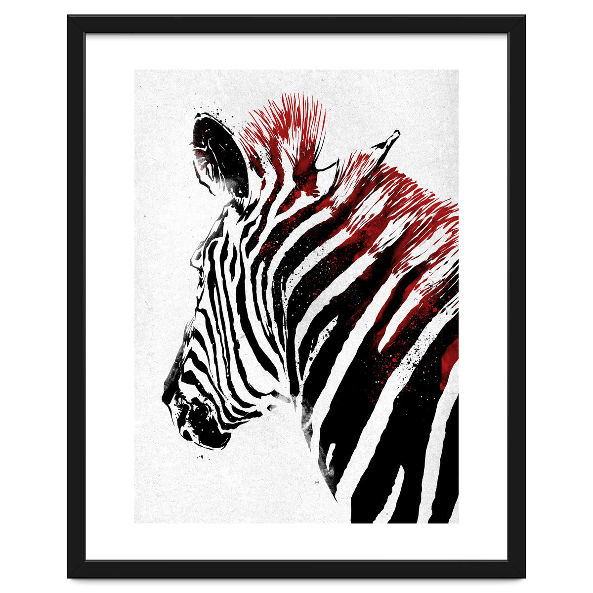 Zebra