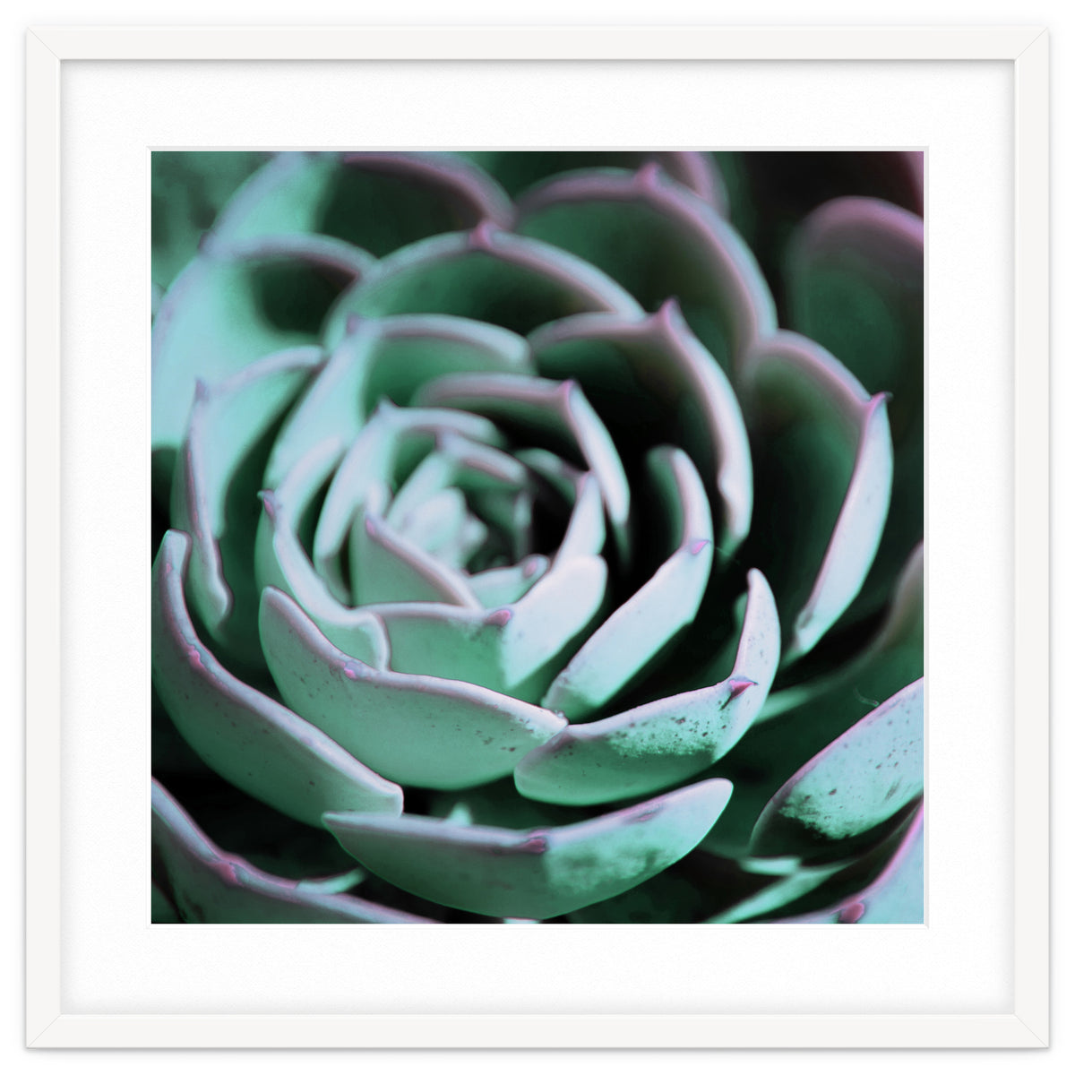 DARKSIDE OF SUCCULENTS III-A