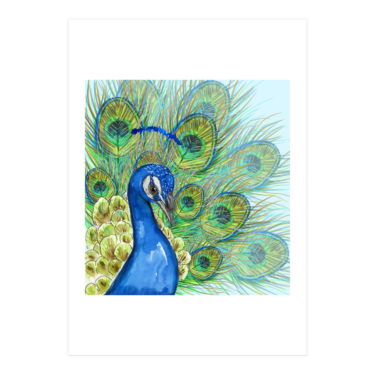 Peacock portrait (Print Only)