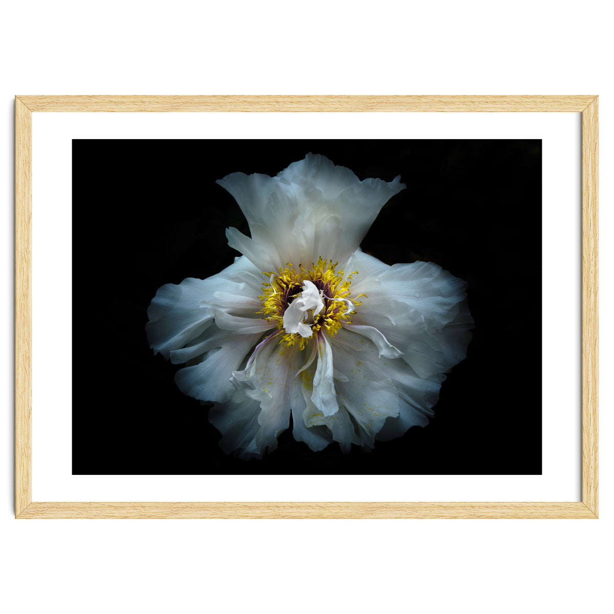 Backyard Flowers 49 Color Version