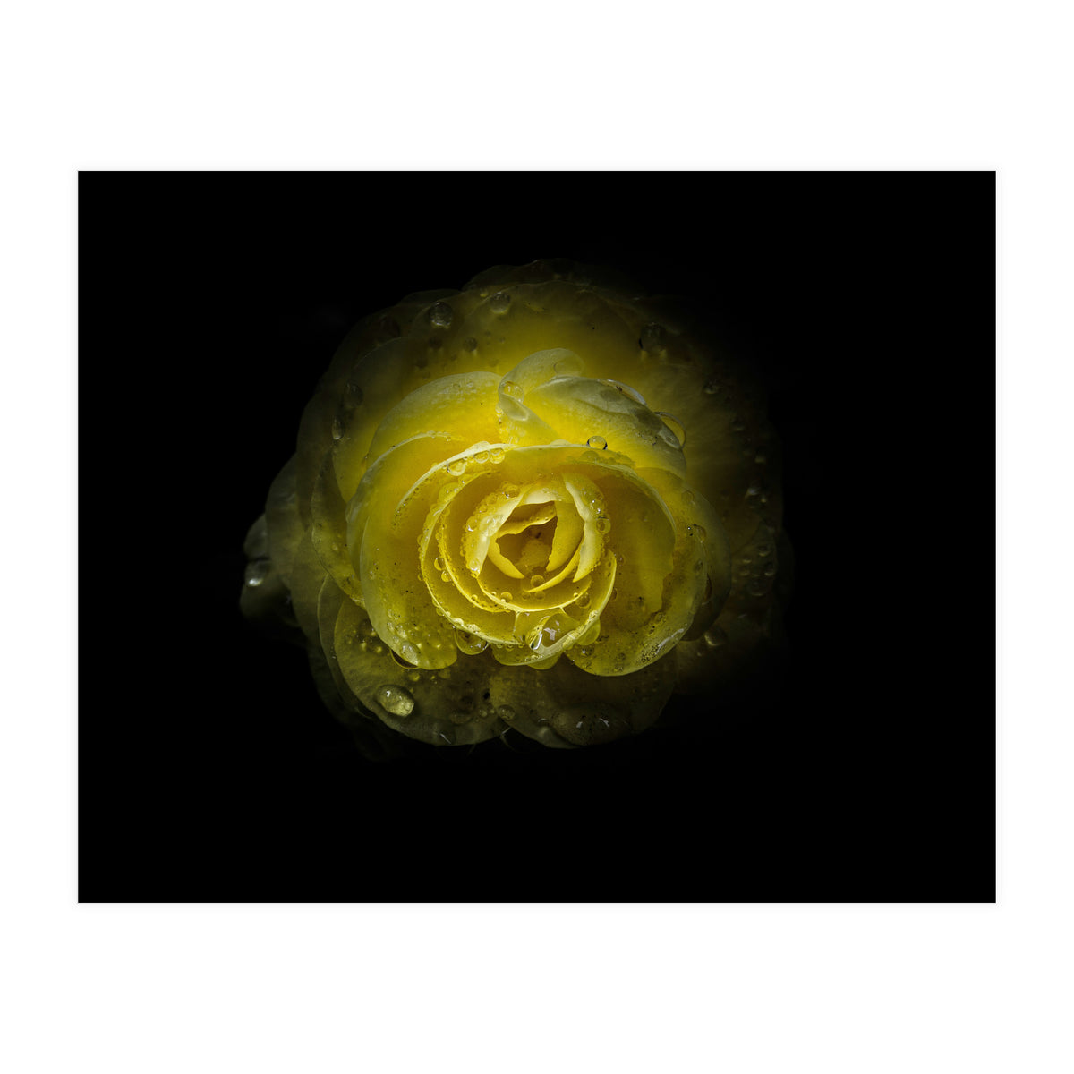 Backyard Flowers 64 Color Version (Print Only)