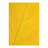 Autumn Leaf (Print Only) thumbnail