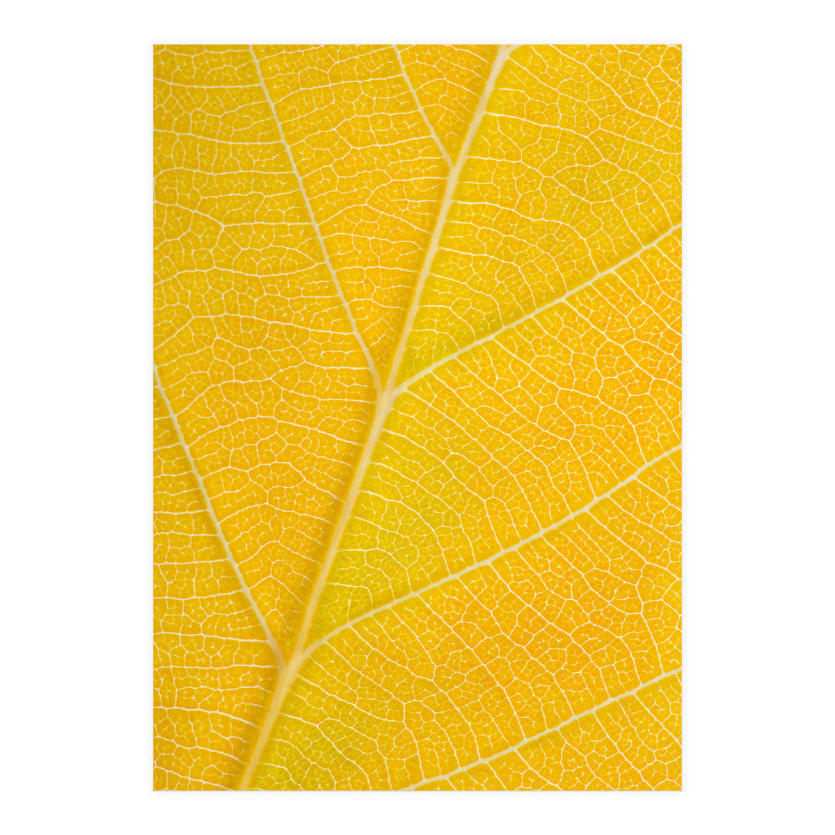 Autumn Leaf (Print Only)