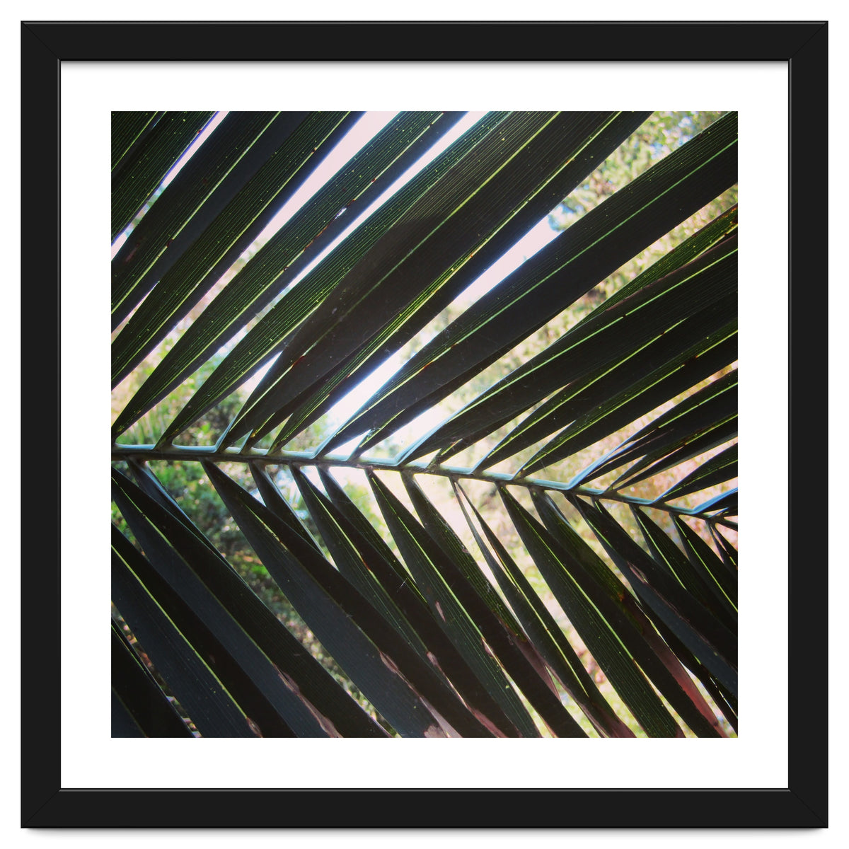 Palm leaf