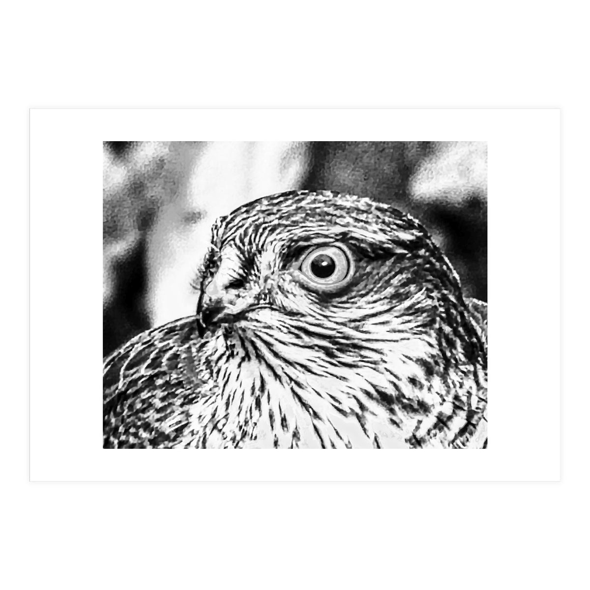 Peregrine  (Print Only)