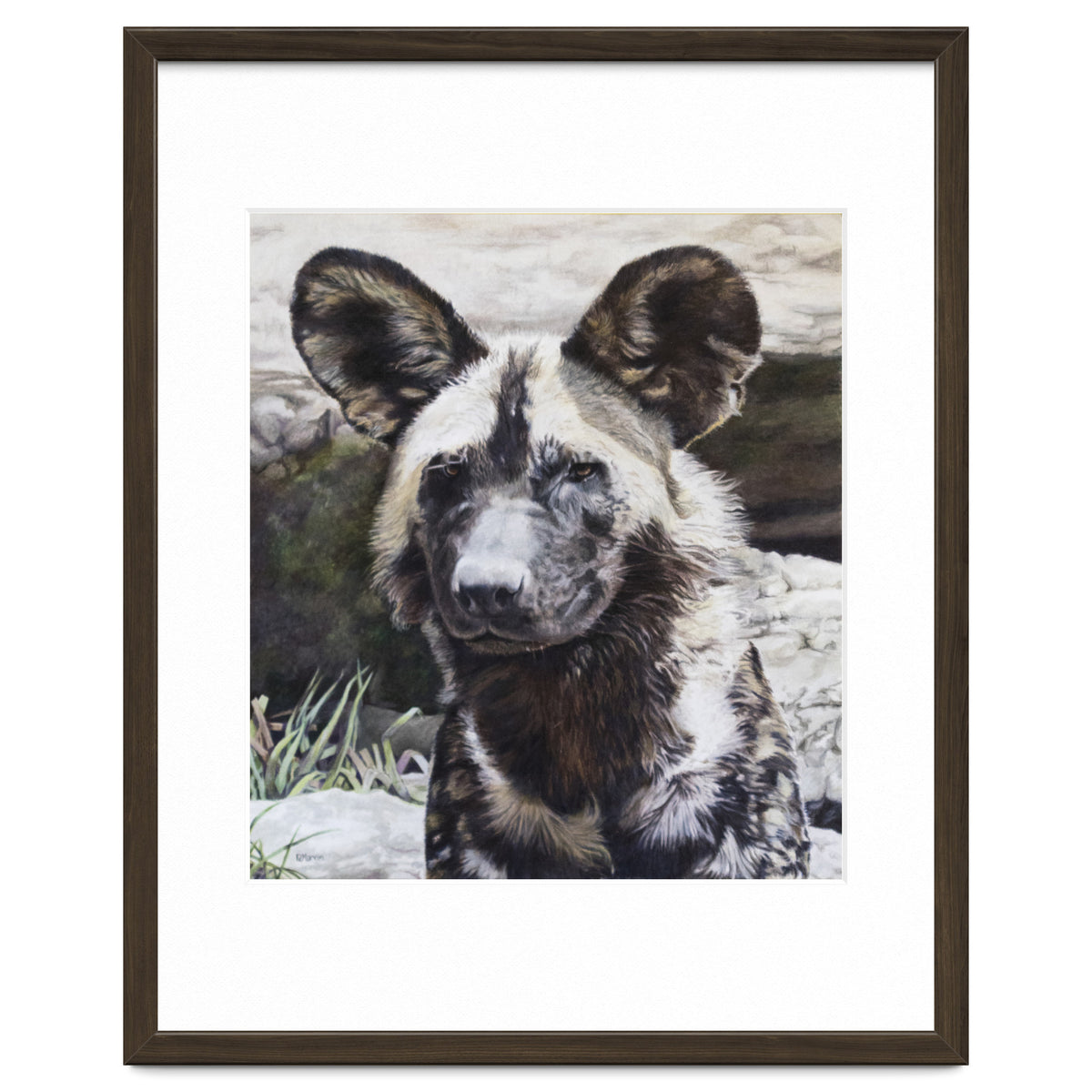 African Painted Dog II