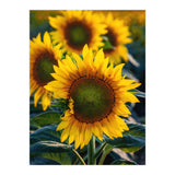 Summerflower (Print Only) thumbnail