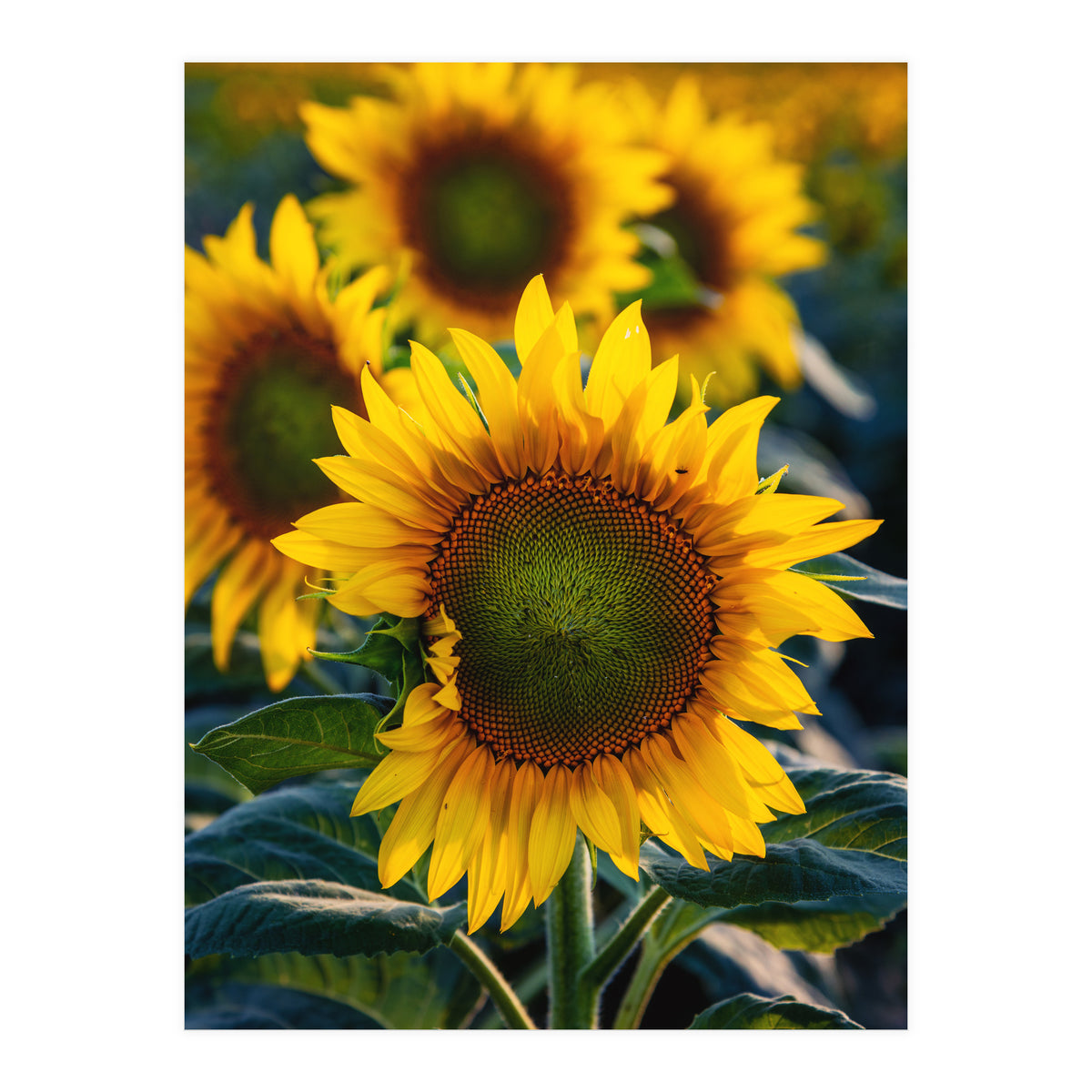 Summerflower (Print Only)