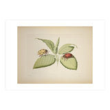 Vintage Ladybirds Illustration (Print Only) thumbnail