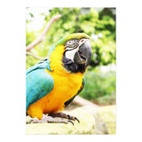 Parrot (Print Only) thumbnail