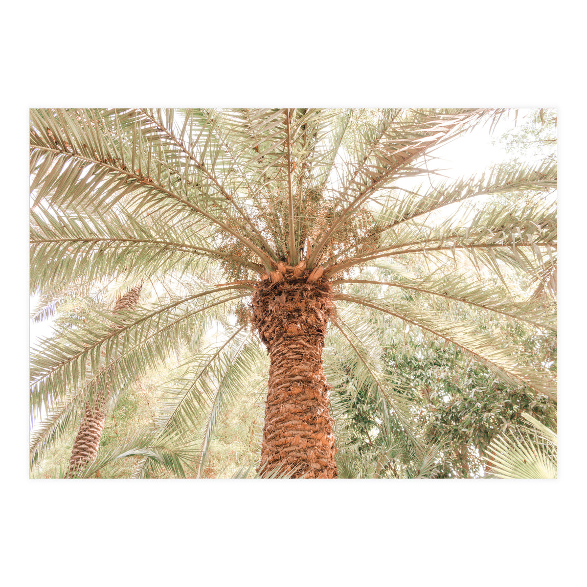 Tropical Palm Tree (Print Only)