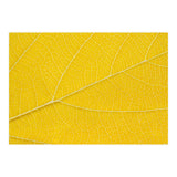 Autumn Leaf (Print Only) thumbnail