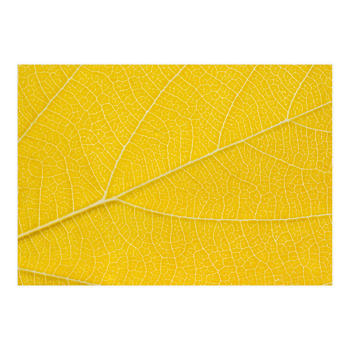 Autumn Leaf (Print Only)