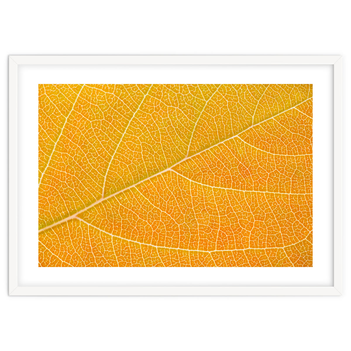 Autumn Leaf