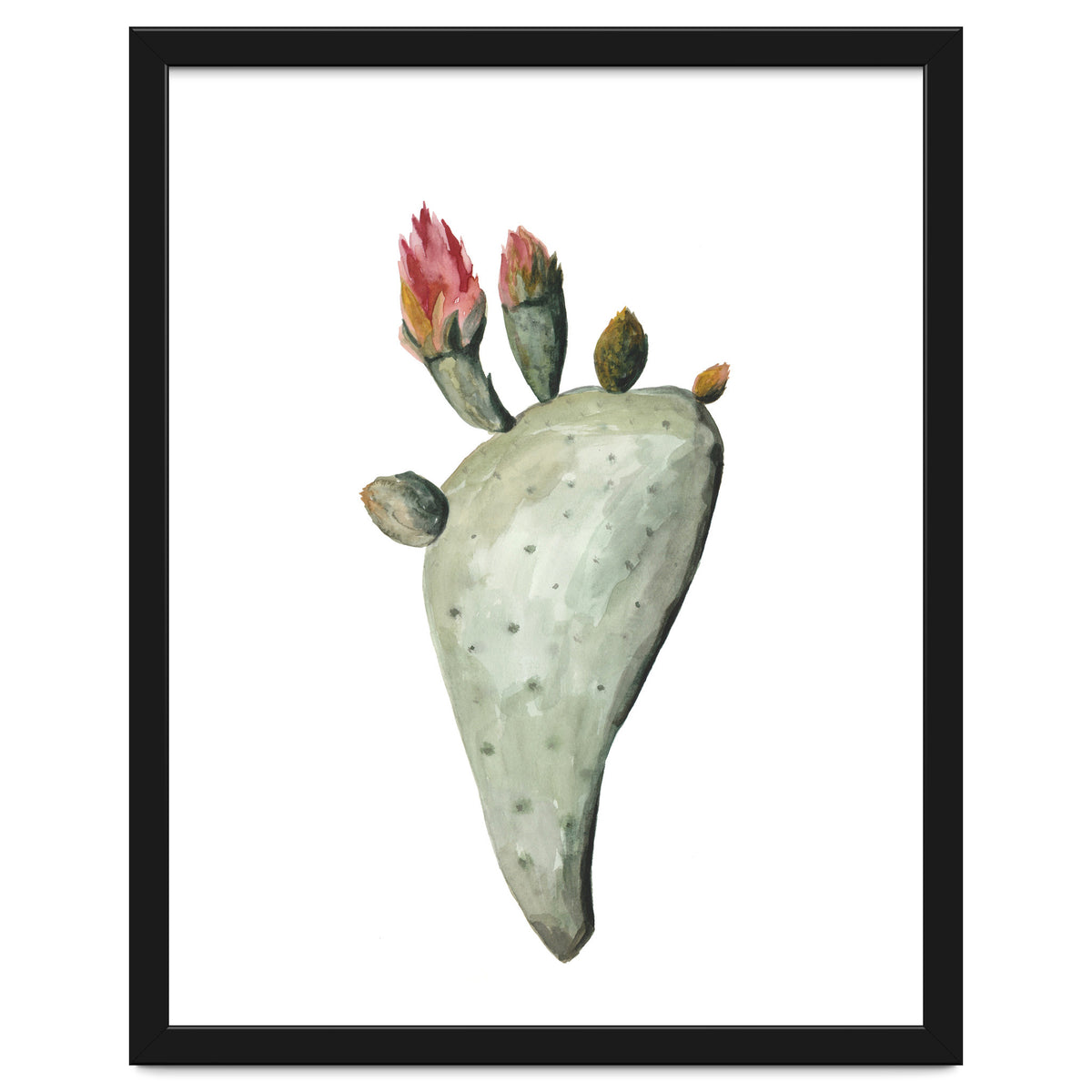 Botanical Illustration Cactus Flowers