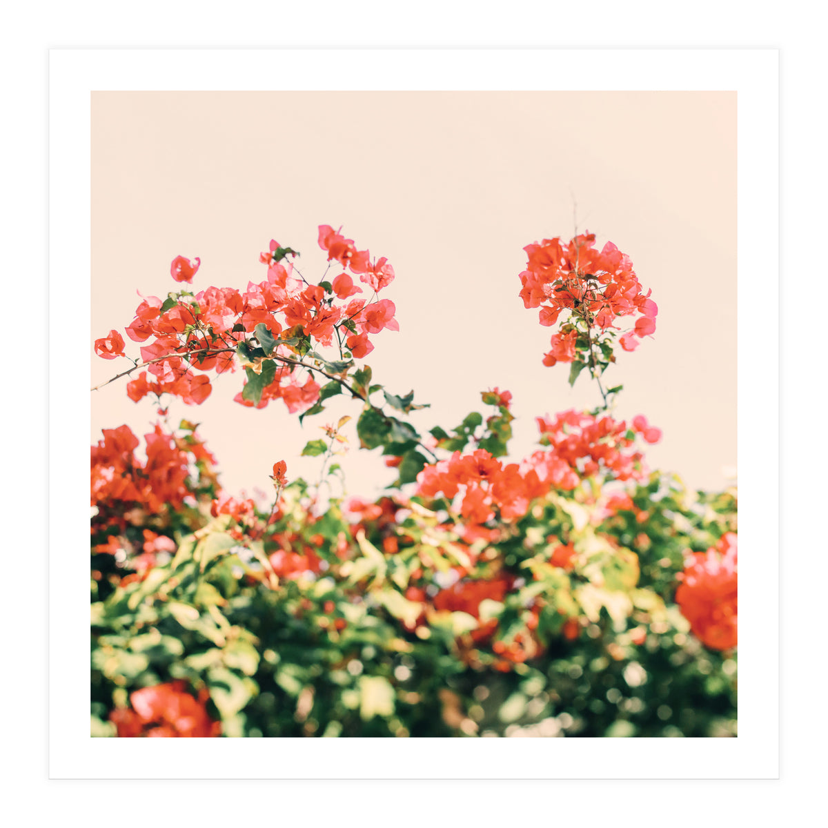 Bouganvillea Dream  (Print Only)