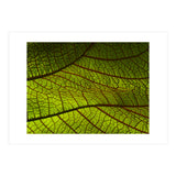 Leaf (Print Only) thumbnail