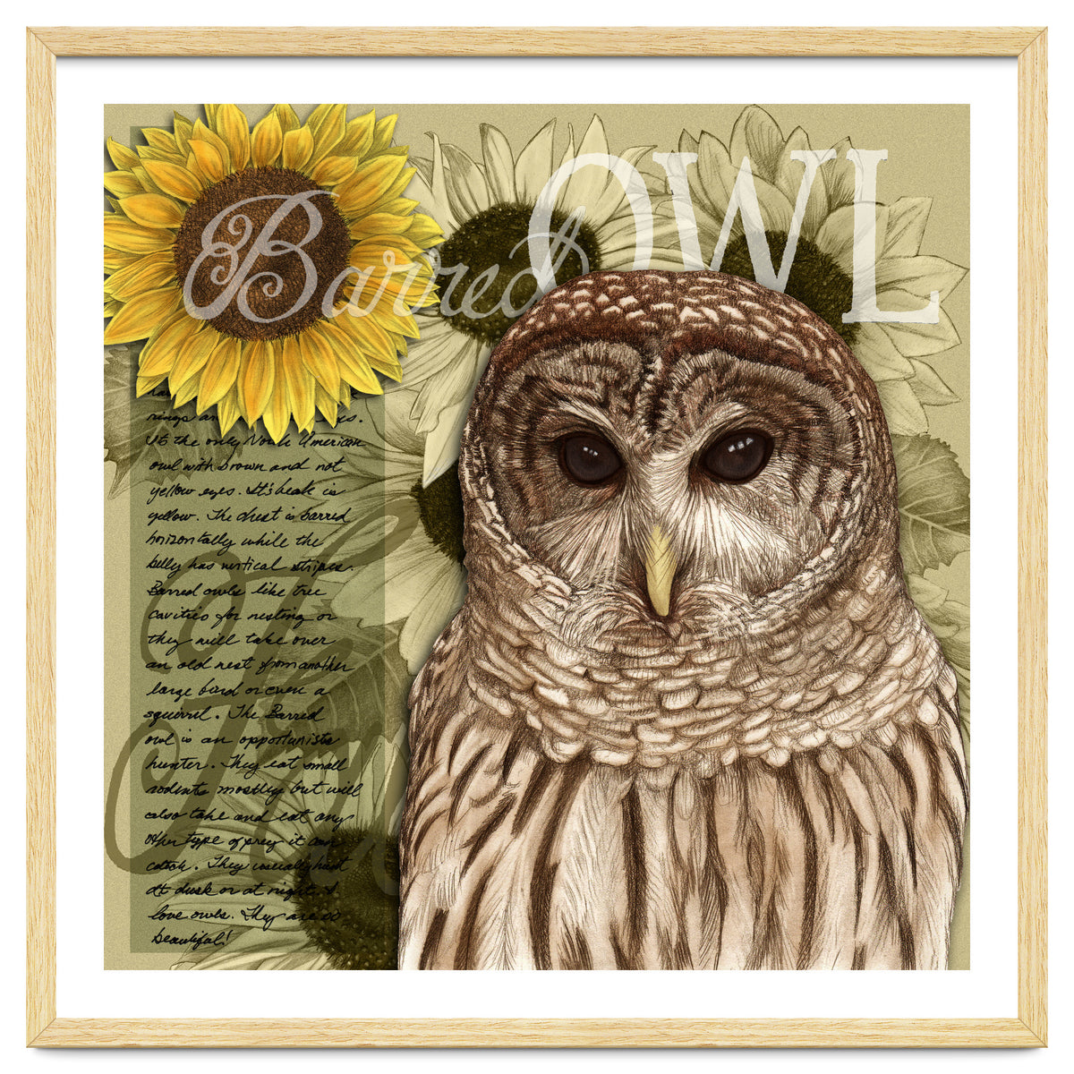 Sunflowers and Barred Owl