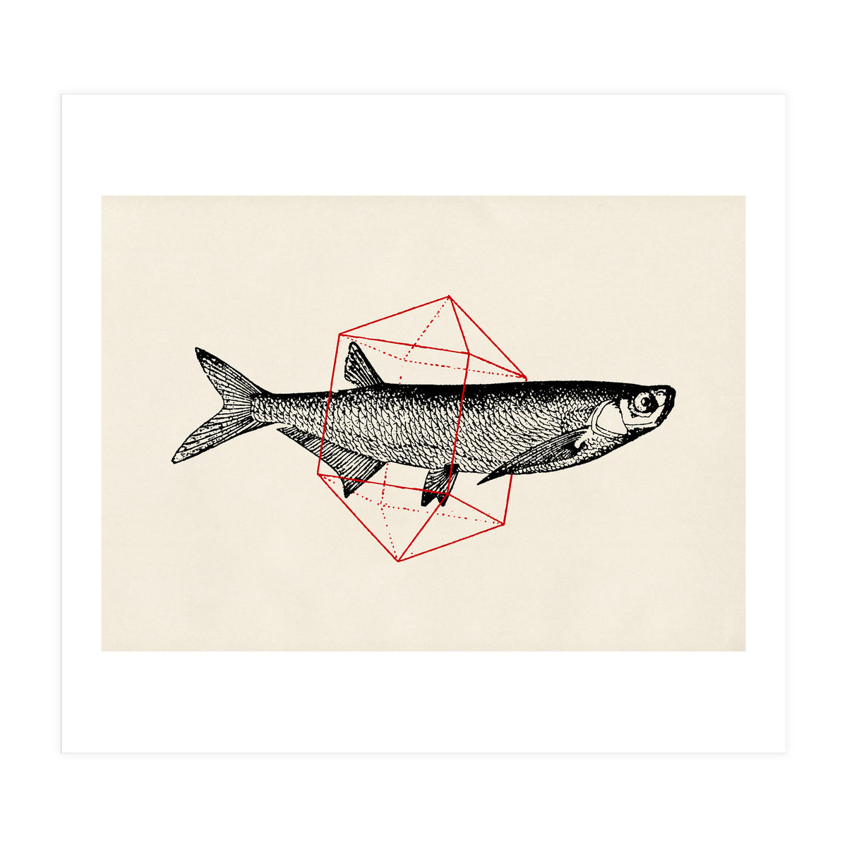 Fish In Geometrics II (Print Only)