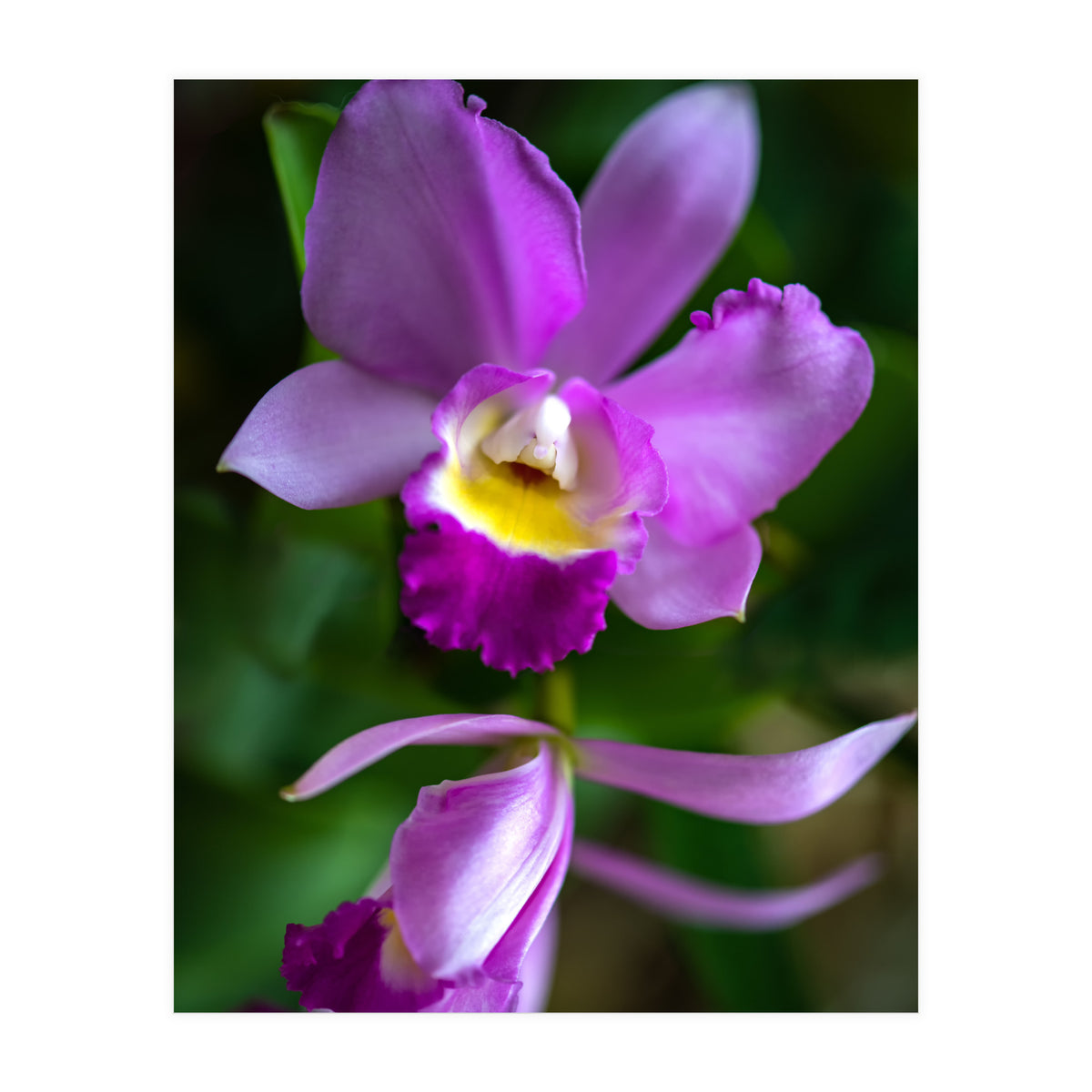 Cattleya Orchidee (Print Only)