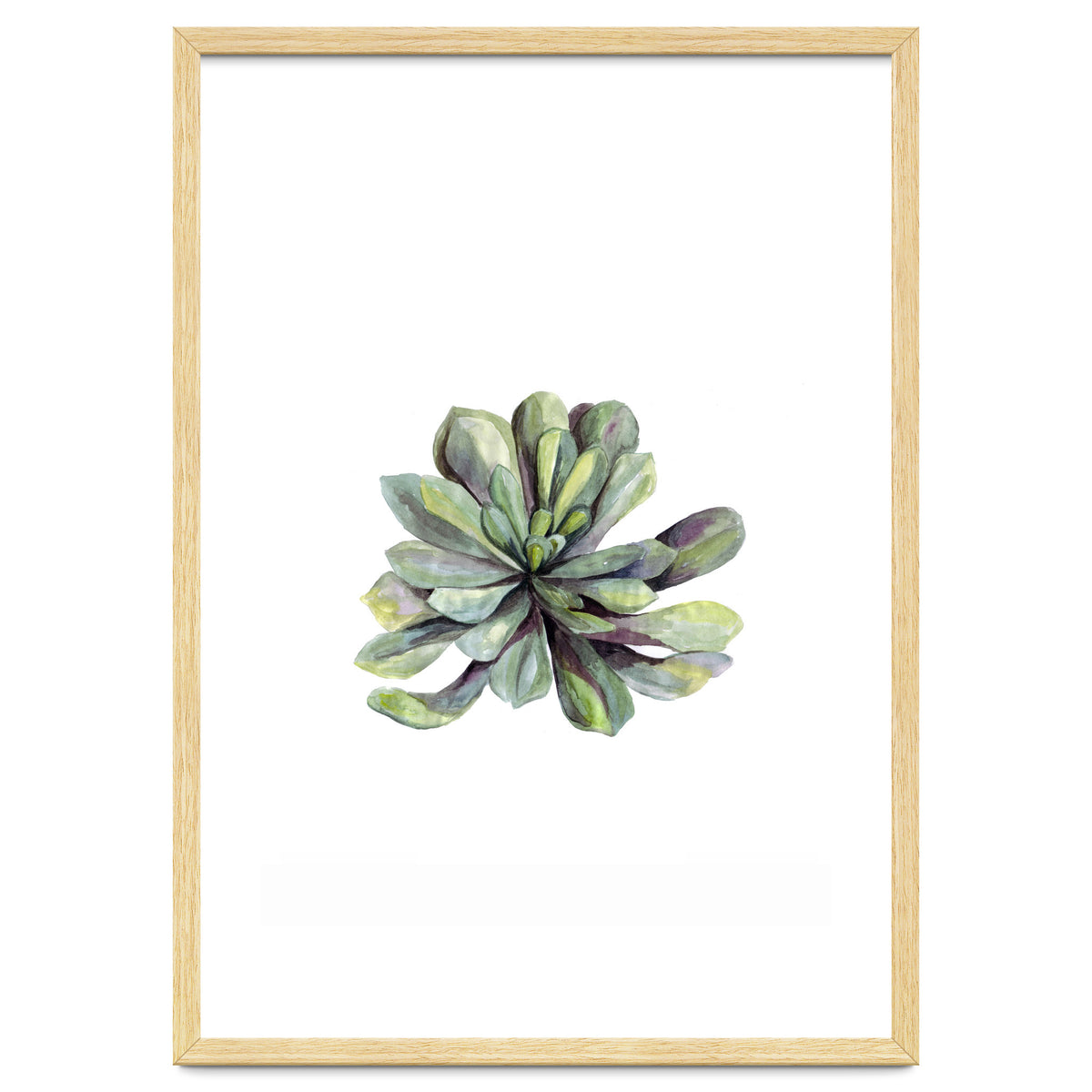 Botanical Illustration Succulent