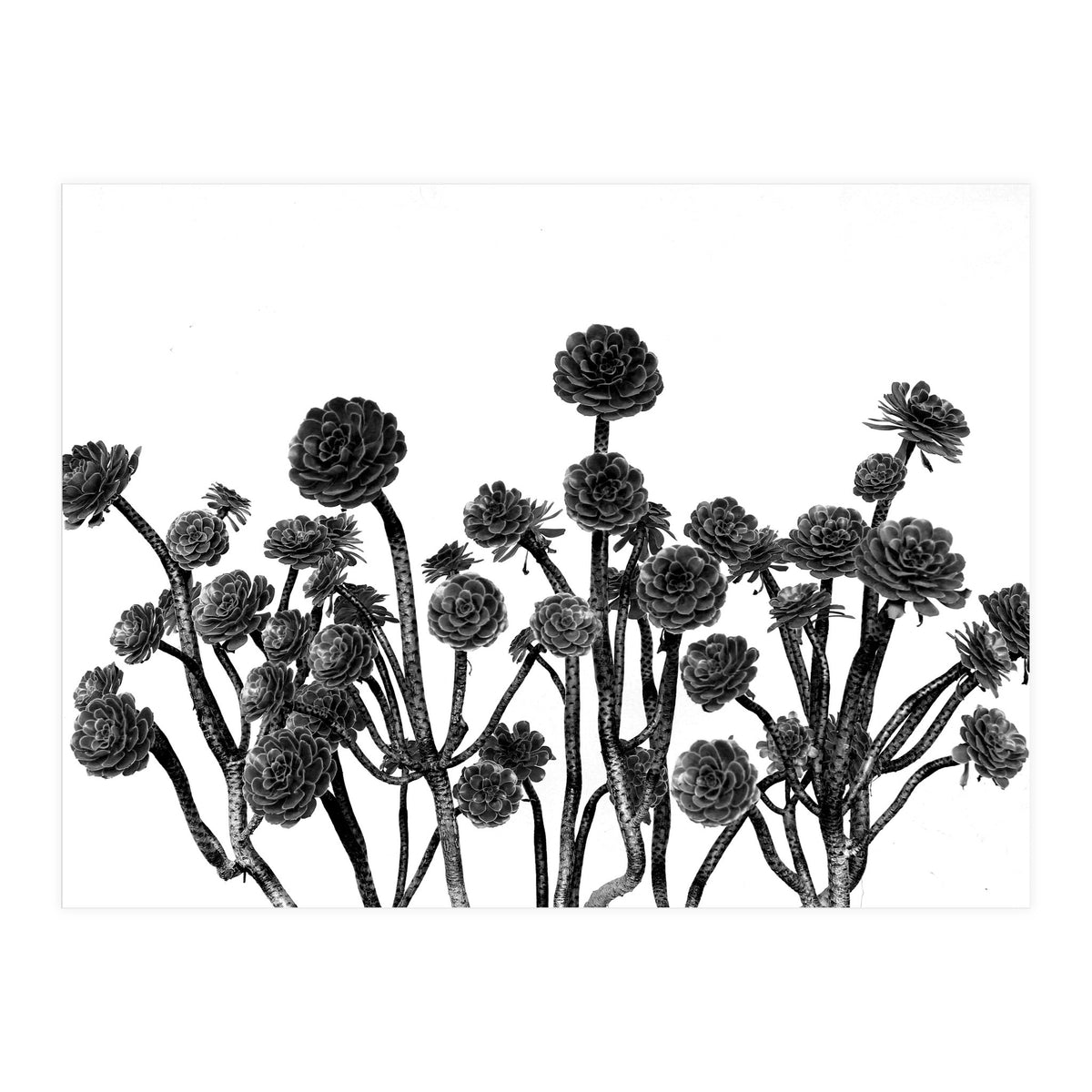 cactus succulents (Print Only)