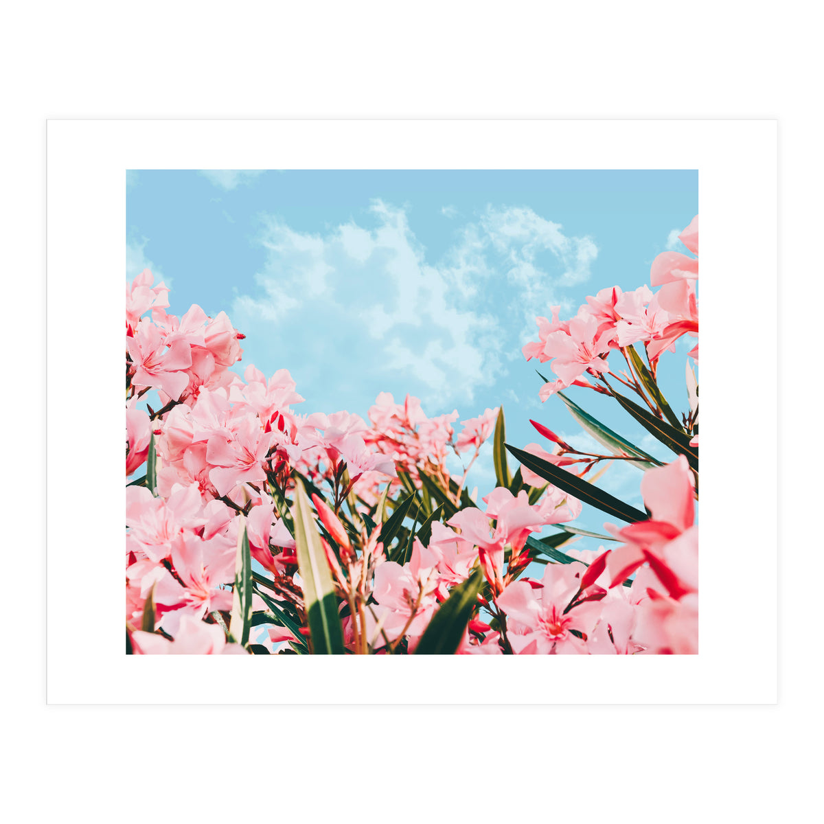 Blush Blossom II (Print Only)
