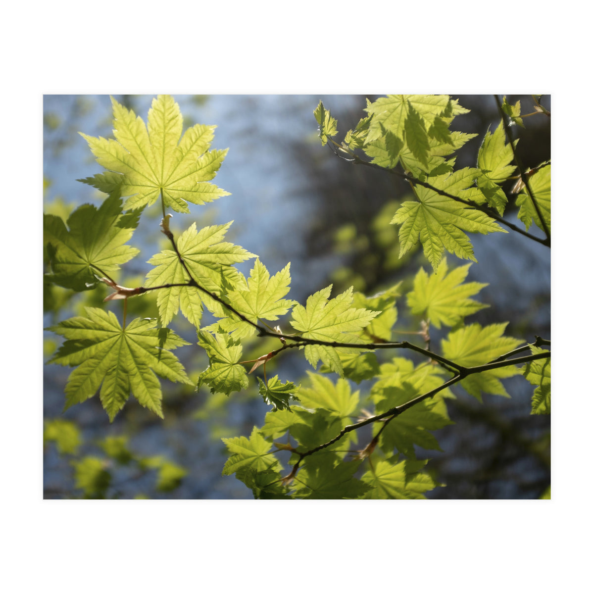 Heart Of Light (Print Only)