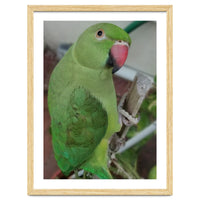 Lucky Indian Parakeet