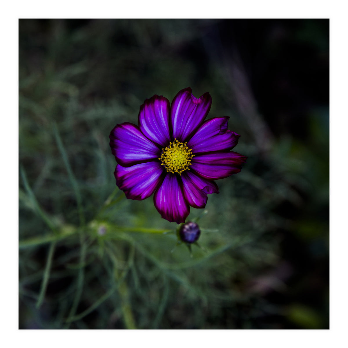 Floral autumn (Print Only)