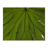 Hothouse (Print Only) thumbnail