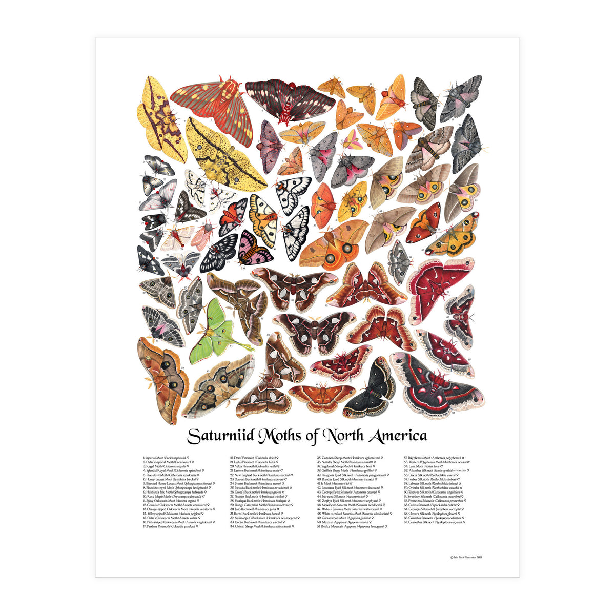 Saturniid Moths of North America (Print Only)