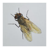Fly on the wall (Print Only) thumbnail