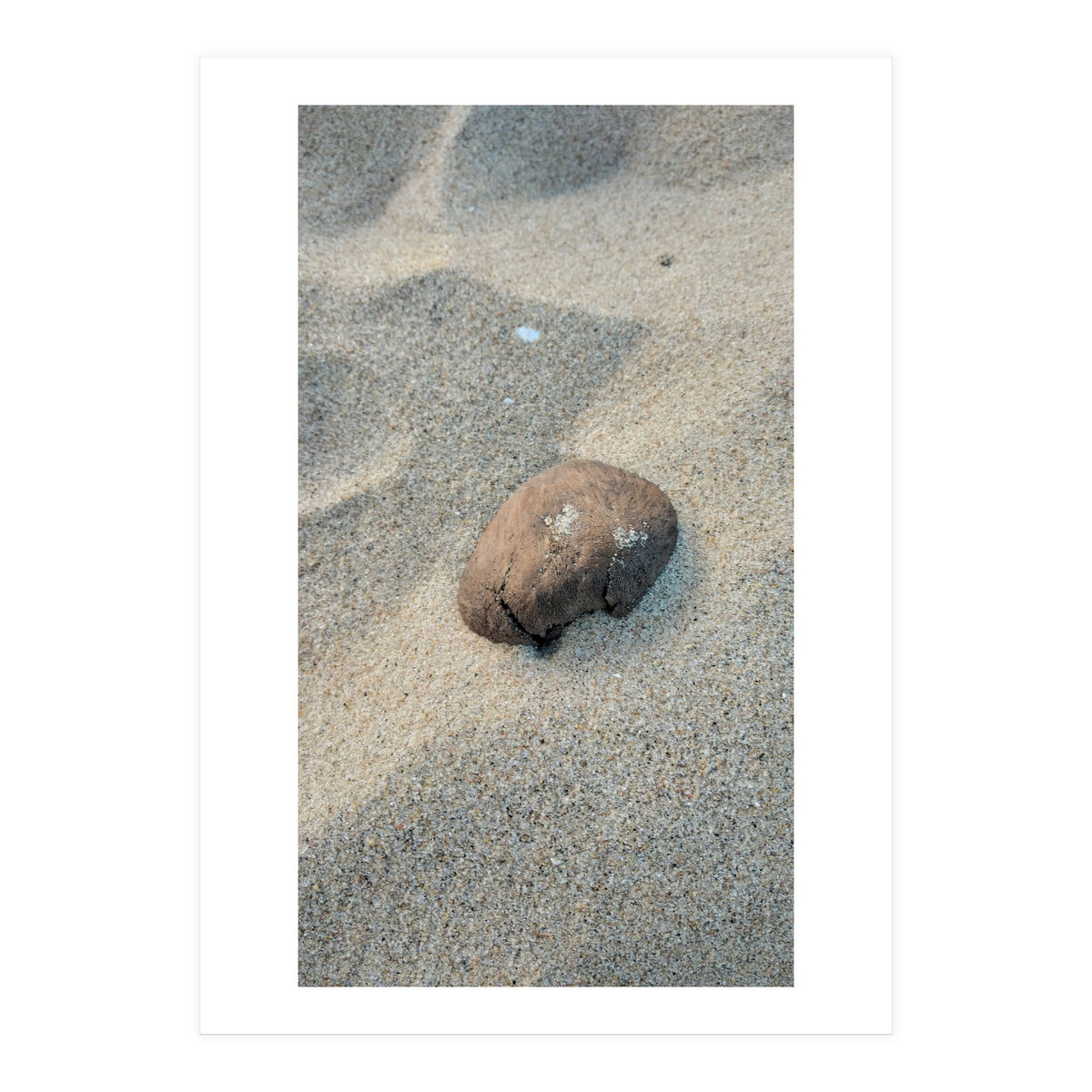 Coastal Shell (Print Only)