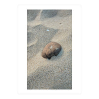 Coastal Shell (Print Only)
