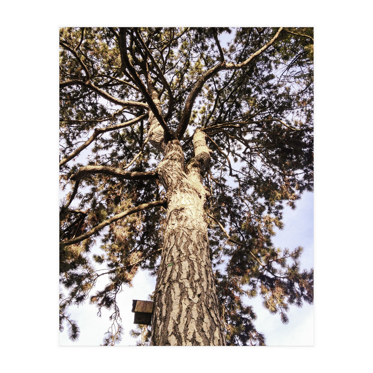 Bucolism 6 (Print Only)