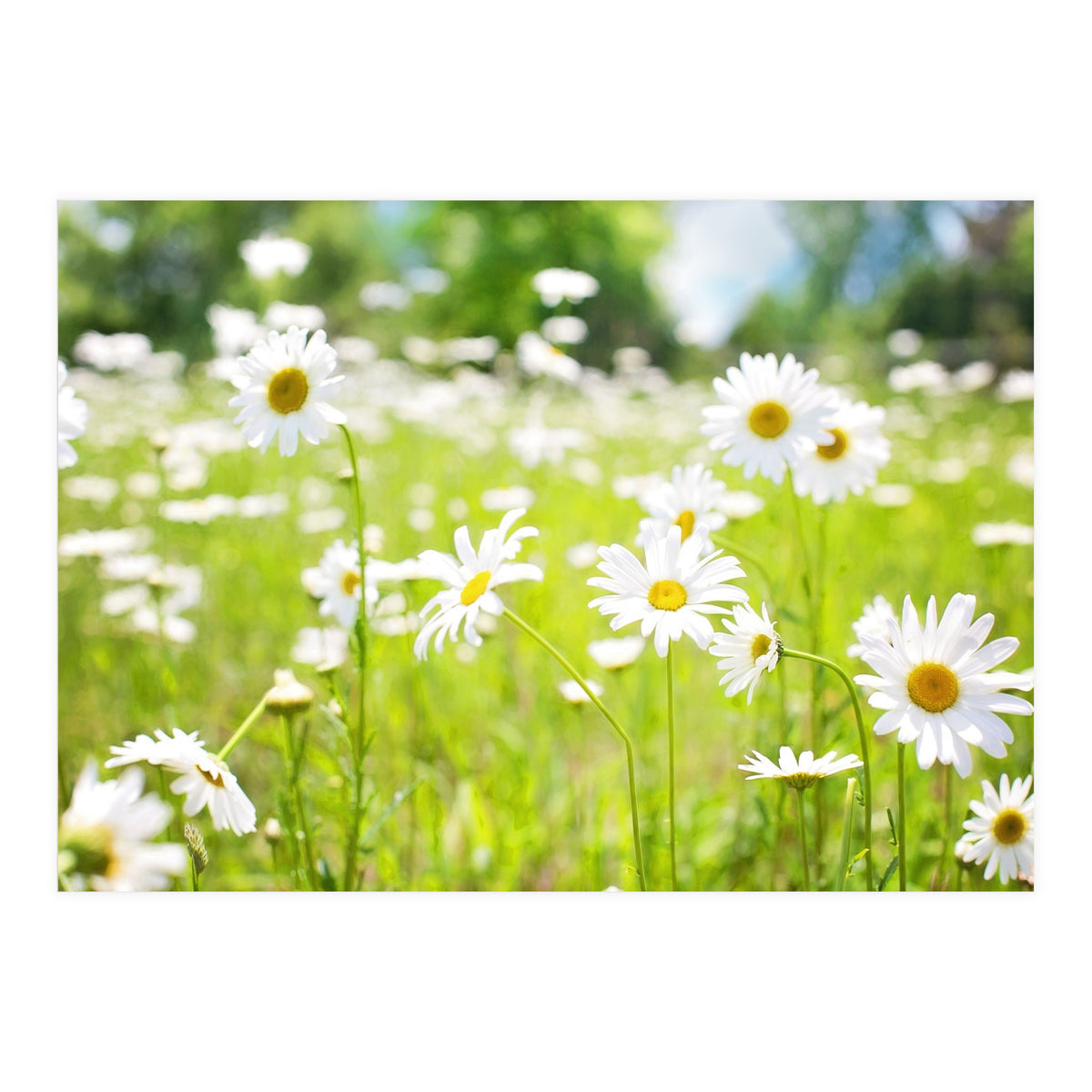 Flowers (Print Only)