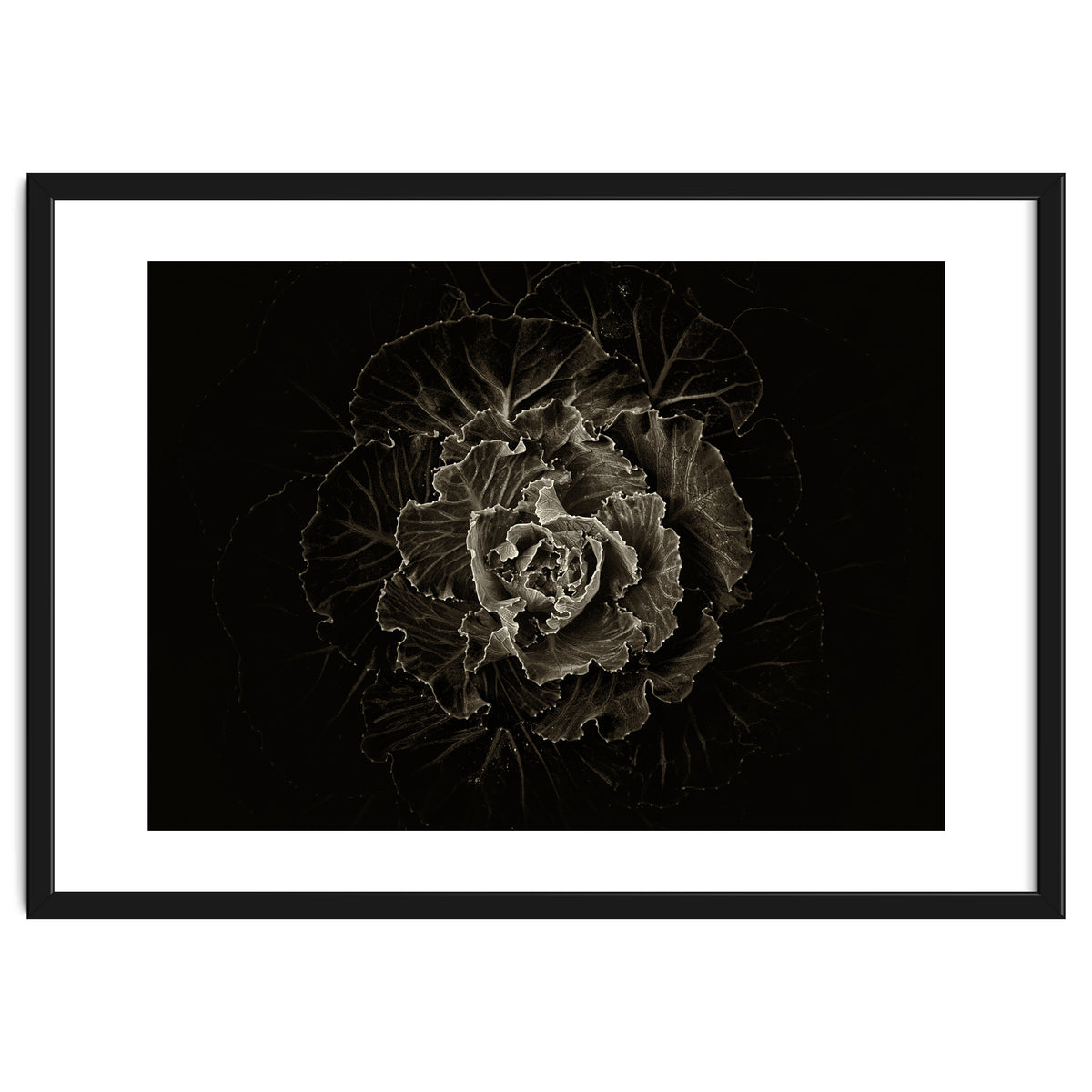 Backyard Flowers No 100 Sepia Version