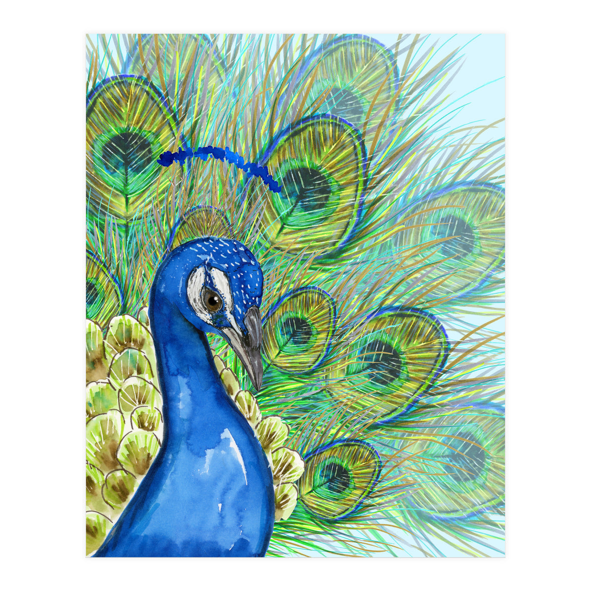 Peacock portrait (Print Only)