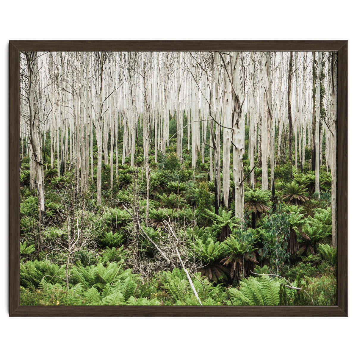 Forest After The Fire