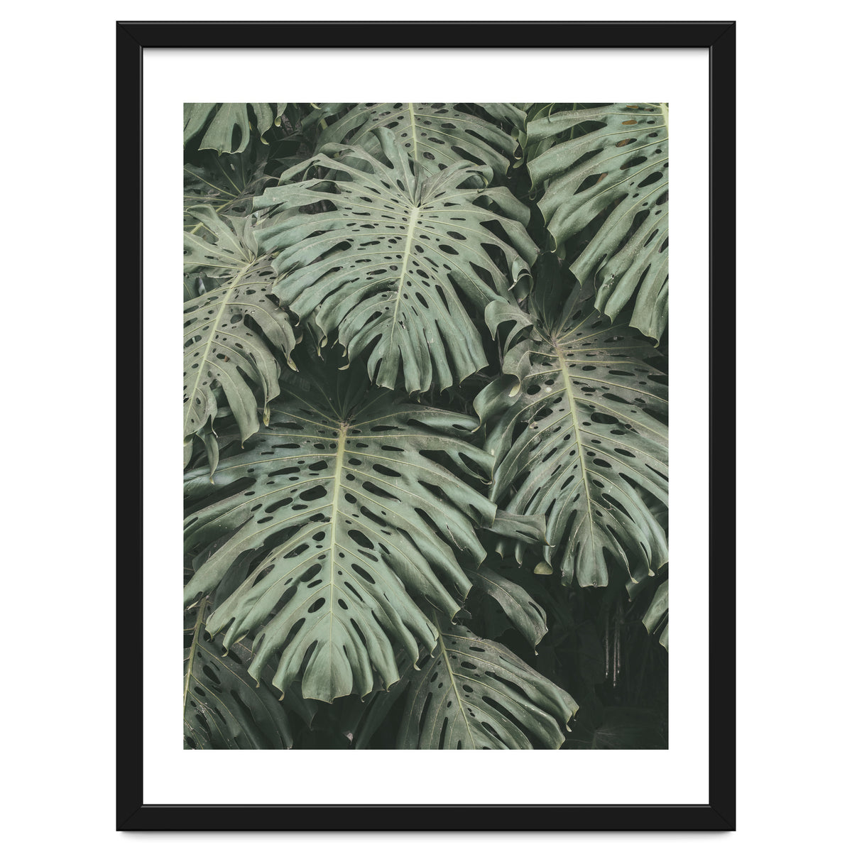 MONSTERA LEAVES
