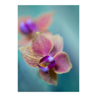 Orchidee (Print Only)