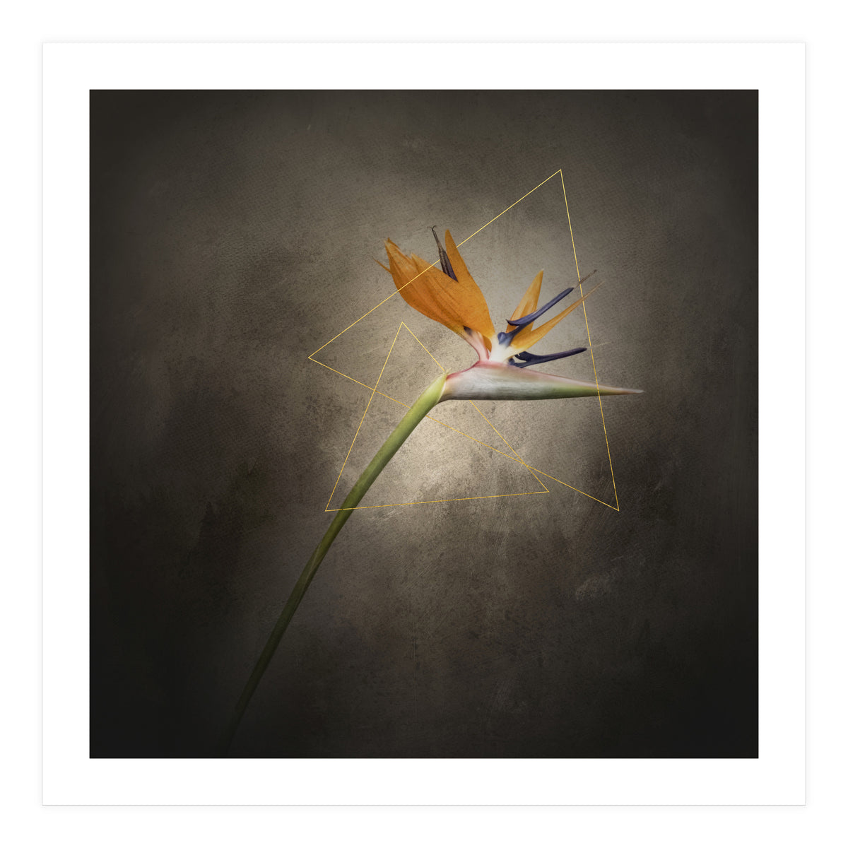 Graceful flower - Strelitzia | vintage style  (Print Only)