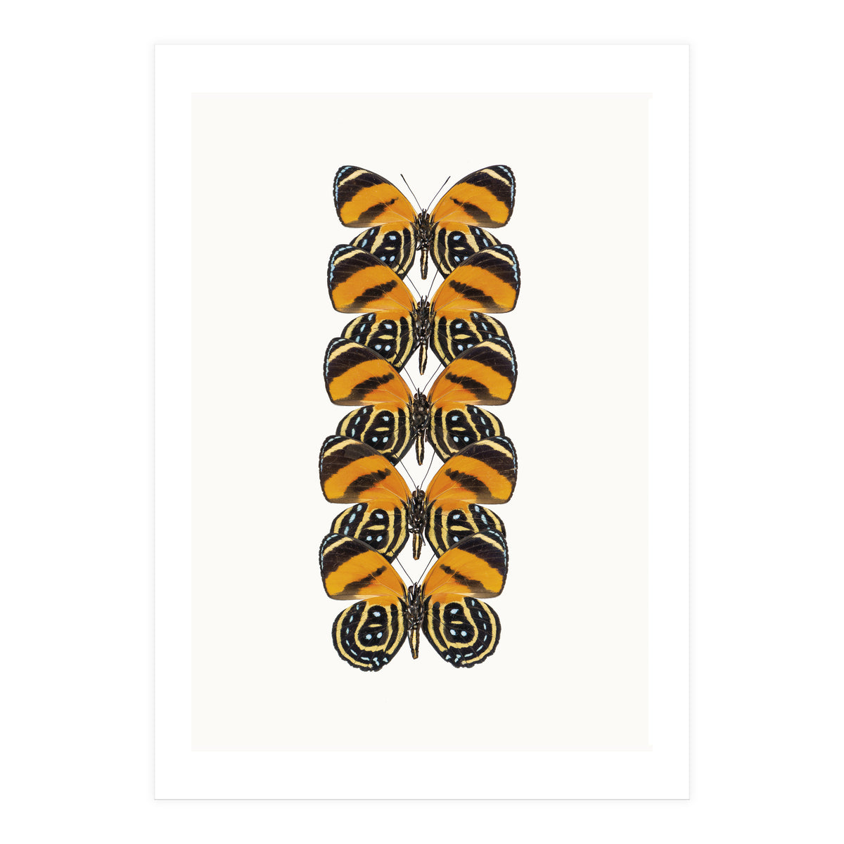 Cc Butterflies 07 (Print Only)