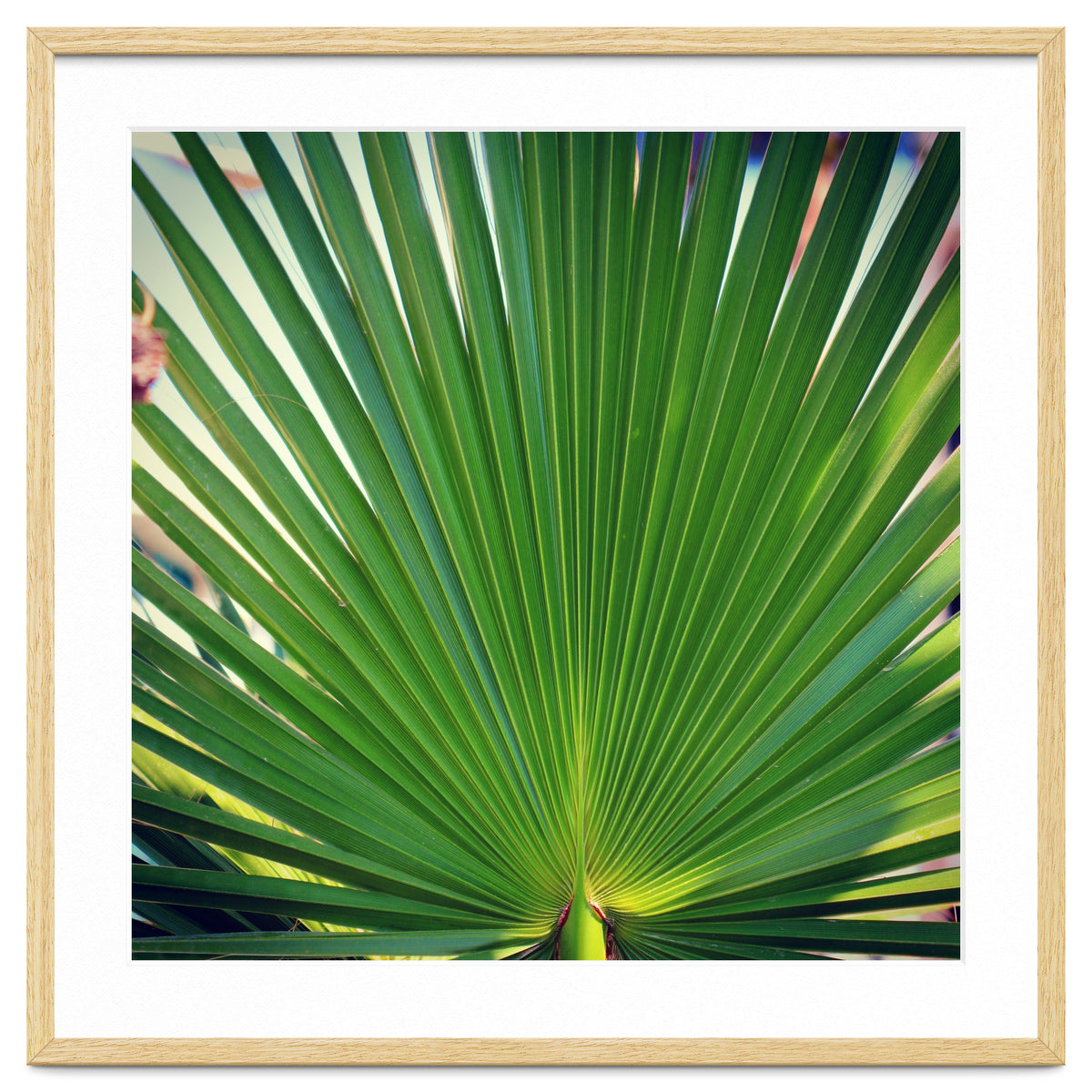 palm leaf